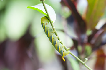 close up big green worm on tree