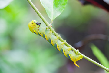 close up big green worm on tree