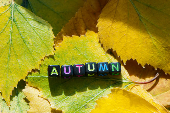 Word  autumn posted on yellow foliage. Background, autumn theme