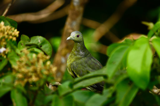 Green pigeon perching on trees