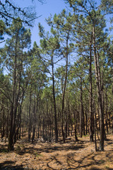 Pine forest in the beach in Almograve