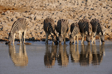 Fototapeta na wymiar Steppen Zebras am Wasserloch, Burchell's Zebra, Etosha Nationalpark, Namibia, (Equus burchelli)