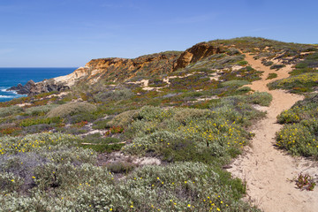 Sand trail, Flowers and vegetation in the beach in Almograve