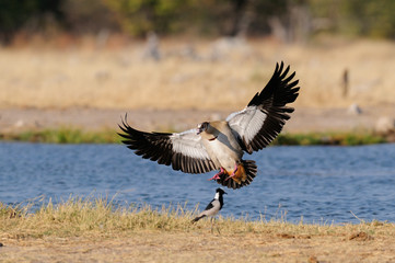 Nilgans im Landeanflug, Etosha Nationalpark, Namibia, (Alopochen aegyptiacus)