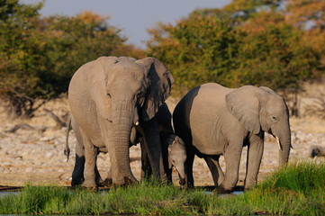 Afrikanischer Elefant, Elefanten am Wasserloch, Etosha Nationalpark, Namibia, (Loxodonta africana)