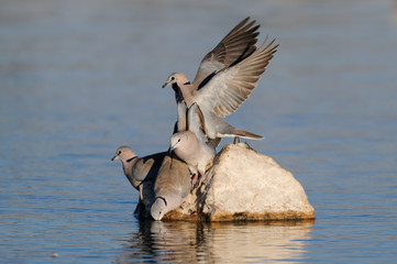 Kapturteltauben trinken an einer Wasserstelle, Etosha Nationalpark, Namibia