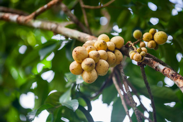 Longong fruit on tree