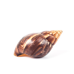 shell snail on white background