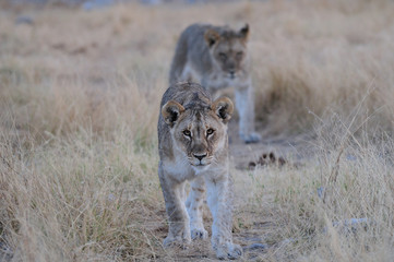 Fototapeta na wymiar Löwen, Etosha Nationalpark, Namibia, (Panthera leo)