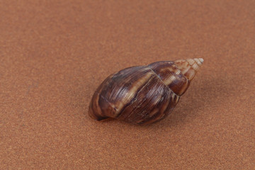 shell snail on  background