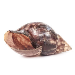 shell snail on white background