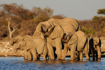 Afrikanische Elefanten, Elefanten herde am Wasserloch,  Etosha Nationalpark, Namibia, (Loxodonta africana)