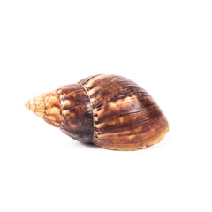 shell snail on white background