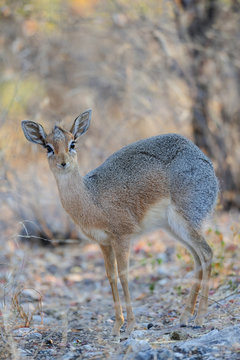 Damara Dikdik steht im Dickicht, Etosha Nationalpark, Namibia