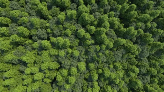 3d rendering ultra high quality video. Texture of forest in an aerial view. Beautiful panoramic image over the tops of pine forest. The video is made as if using a helicopter. Loopable animation.