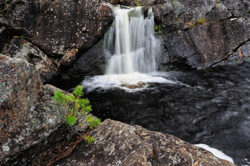 Fototapeta na wymiar Junge Kiefer vor Wasserfall, Hylströmmen, Schweden
