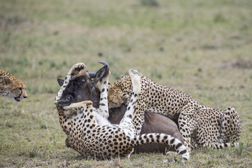 Geparden jagen ein Gnu