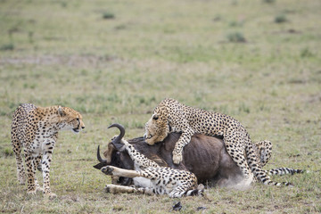 Geparden jagen ein Gnu