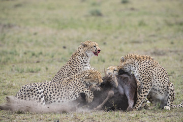 Geparden jagen ein Gnu