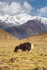 A herd of yaks graze in Tibet under snow mountain, Sichuan, China