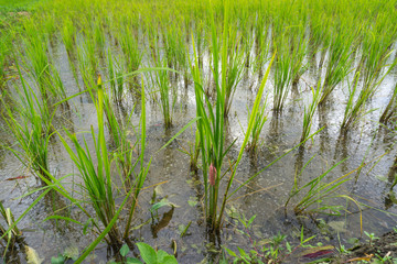 Fototapeta premium Eggs of Golden applesnail in rice fields,.Evil enemies in rice fields