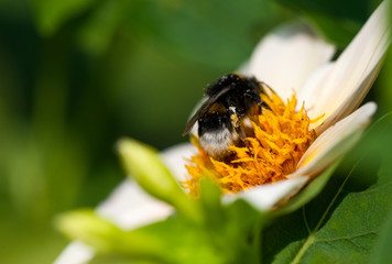 Hummel auf Bl&uuml;te