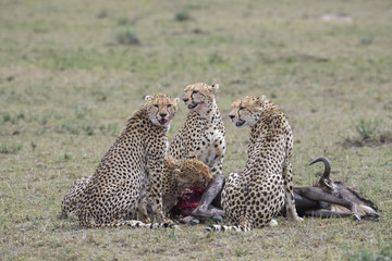 Geparden fressen ein Gnu