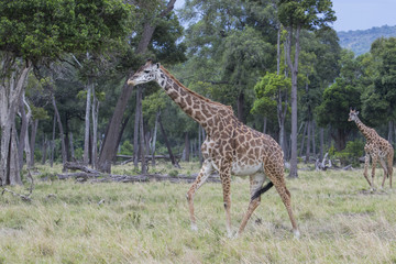 Giraffen durchstreifen den Wald