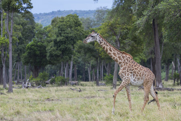 Giraffe durchstreift den Wald
