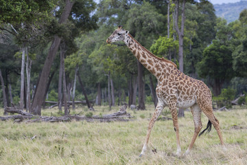 Naklejka na ściany i meble Giraffe durchstreift den Wald