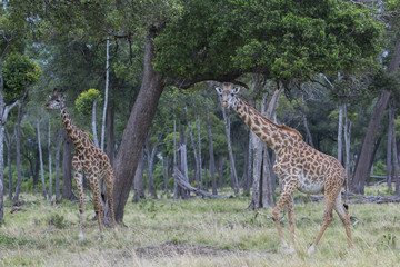 Giraffen durchstreifen den Wald