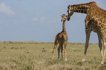 Giraffe mit ihrem Jungem