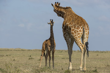 Naklejka na ściany i meble Giraffe mit ihrem Jungem