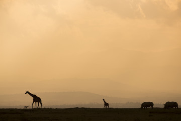 Giraffen im Sonnenaufgang