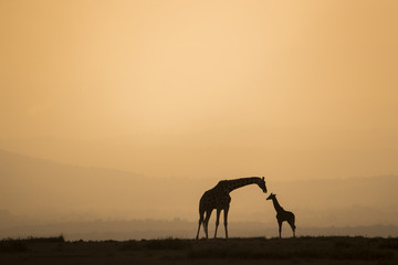 Fototapeta na wymiar Giraffen im Sonnenaufgang