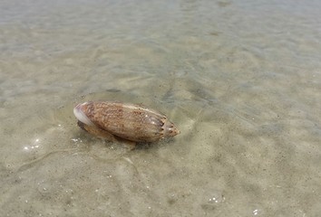 Seashell in shallow water on Atlantic coast of North Florida 