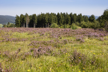 Hochheide, Ettelsberg, Willingen, Upland, Sauerland, Hessen, Deutschland, Europa