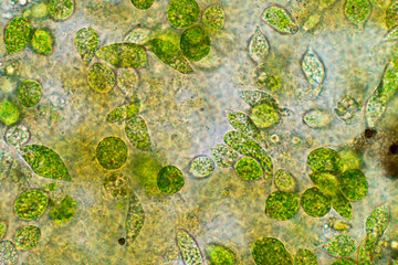 Euglena is a genus of single-celled flagellate Eukaryotes under microscopic view for education.