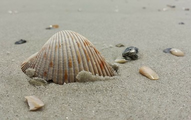 Fototapeta na wymiar Seashell on sand background in Atlantic coast at North Florida 