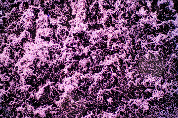 Bacillus is a genus of gram-positive, rod-shaped bacteria and a member of the phylum Firmicutes. 