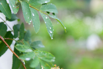  Dew on the leaves of mountain ash