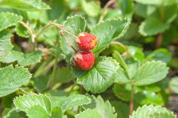  Garden strawberry