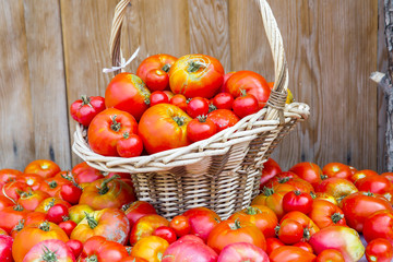 Fototapeta na wymiar Fresh tomatoes in wicker basket