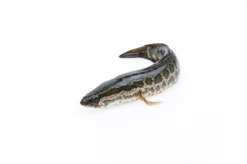 A black fish is on a white background