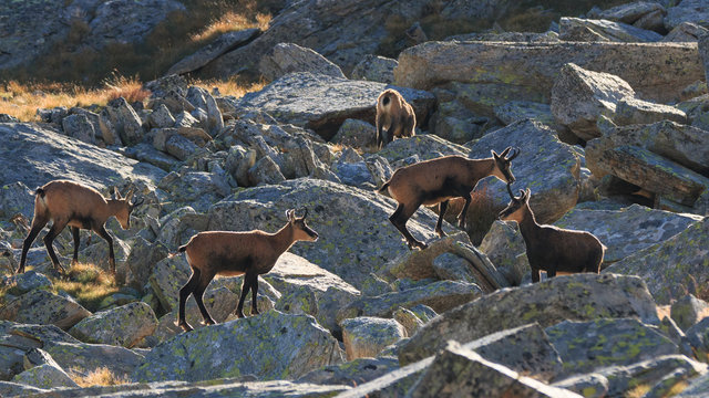Camosci (Rupicapra rupicapra) in alta Valnontey, nel Parco Nazionale del Gran Paradiso 