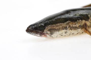 A black fish is on a white background