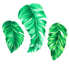 3 vector palm leaves 