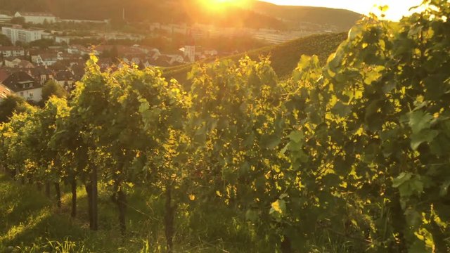 Weinberge 
