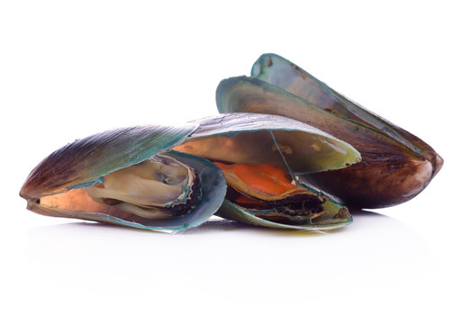 green mussel  isolated on White background.