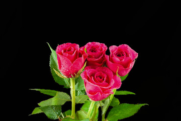 Four Pink Roses in a Bunch